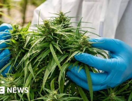 Guernsey cannabis grower calls for States funding