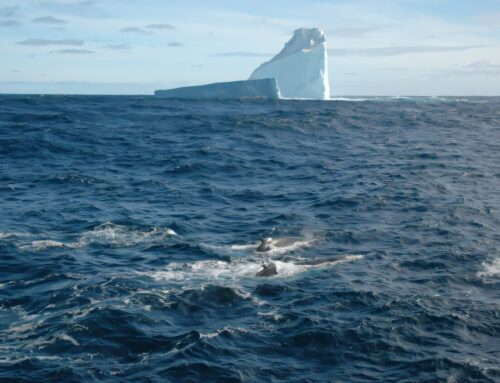 500,000 years of fossil records reveal climate change impacts on deep-sea ecosystems