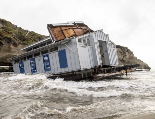 How one animal played a role in collapse of iconic California pier