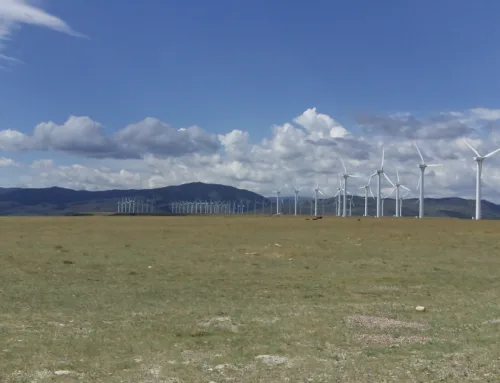 Murdering Eagles to Save the Climate? Wyoming’s Wind Energy Boom