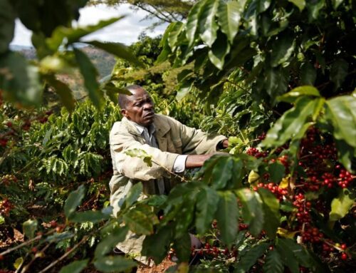 Coffee Farmers Feel the Trading System between Kenya and Europe has been Stacked against them for Many Years