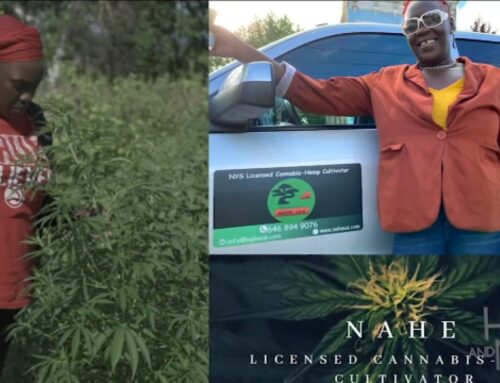 Here and Now 1/26/25: Black-owned businesses of New York State’s growing cannabis industry