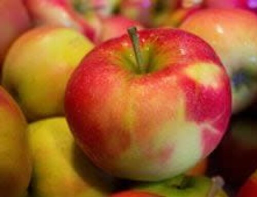 WSU researchers taking steps to protect apples from climate change