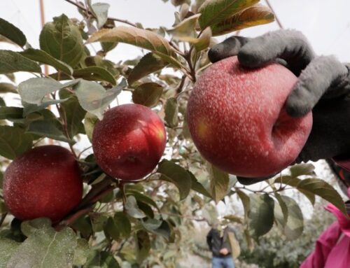 Washington apples face ‘detrimental’ impacts of climate change