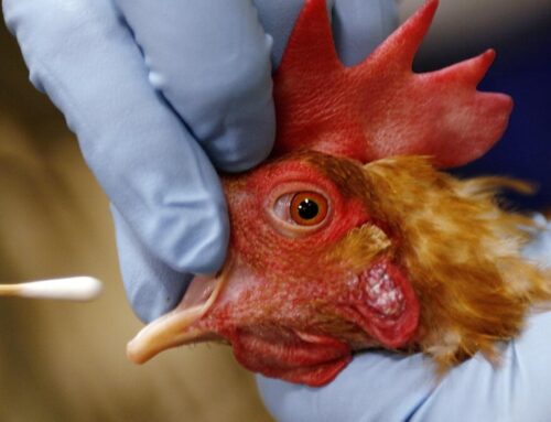 ‘Worrisome’ mutations found in H5N1 bird flu virus isolated from Canadian teenager