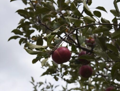 Climate change is hampering US apple quality and output: Study