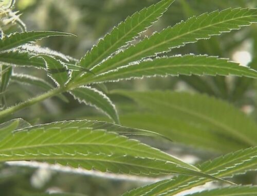 Medical cannabis program rollout in Ky.