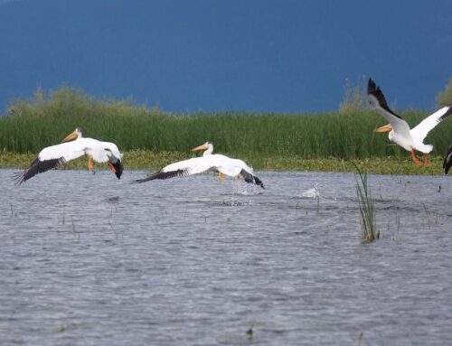 As the environment changes, more white pelicans find homes on the Columbia River