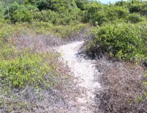 New South Carolina environmental resource educates about Lowcountry coast