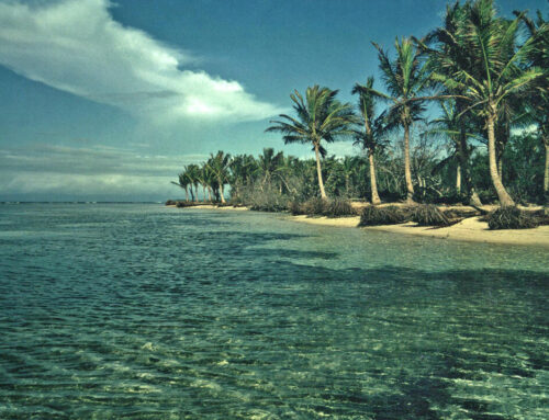 Guadeloupe to fell ‘exotic’ coconut trees to stem coastal erosion