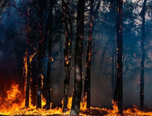 Wildfires grow more severe in Canada’s forests due to climate pressures