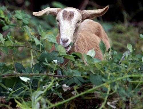 Climate change is helping invasive species take root in Washington