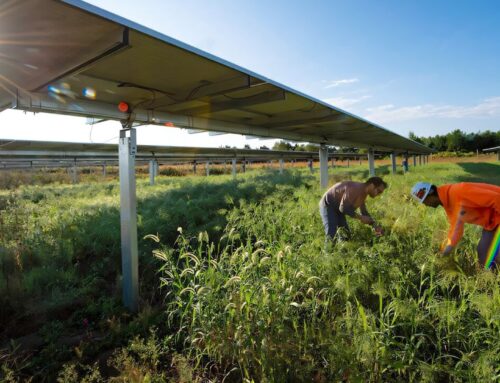 Scientists make groundbreaking discovery while studying solar farms in Minnesota: ‘There’s still so much work to be done’