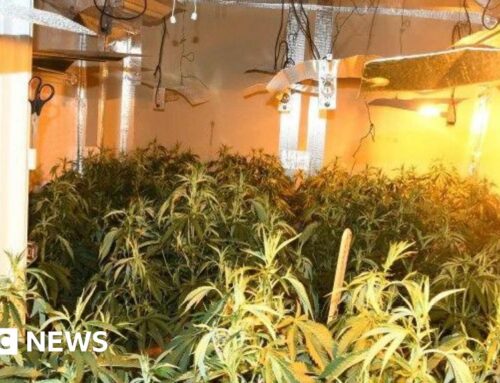 Sherwood: Man charged after hundreds of cannabis plants found