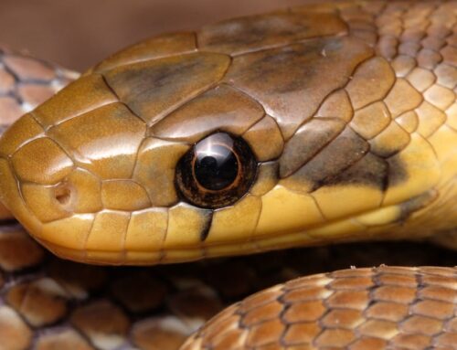 Britain has a new snake species – should climate change mean it is allowed to stay?