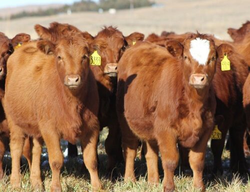 Are cattle actually good for the environment?