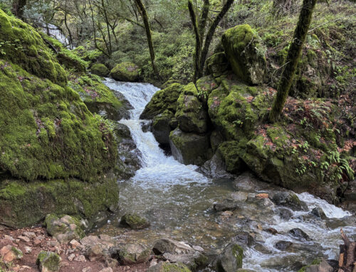 ‘Puddles and ditches’: California considers protecting wetlands from Trump order