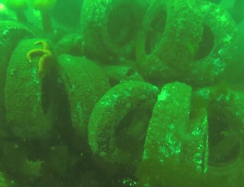 Sixty years later: More than 100,000 tires from failed reef plan are coming out of Puget Sound