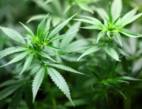 Cannabis users face substantially higher risk of heart attack