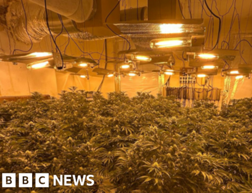 Cannabis plants worth £860,000 seized by police