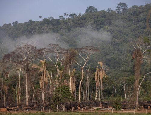 Brazil Will Pitch Forestry Funding as Climate Quick Fix at COP30