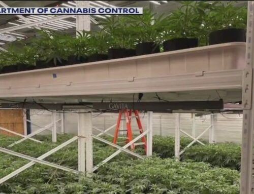 CHP finds massive illegal cannabis operation in Oakland, with more than 25,000 plants