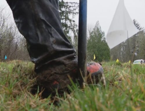 King County planting trees from warmer PNW regions to test resilience