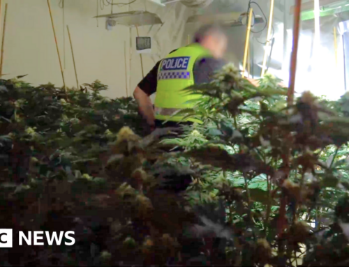 £8.7m worth of cannabis plants seized in Yorkshire and The Humber