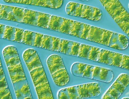 600 million years of shared environmental stress response found in algae and plants