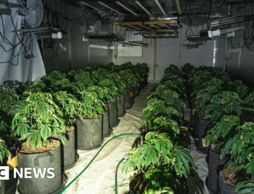 Cannabis worth £1.7m seized in Brighton and Eastbourne