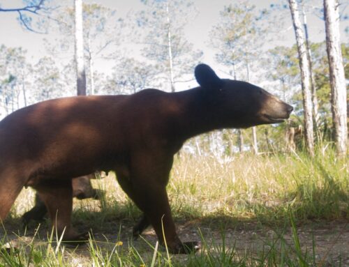 Q&A: Environment reporter answers questions about “black bears in the crosshairs” story