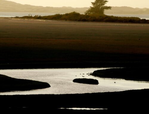 California bill would restore wetlands protections in wake of Supreme Court ruling