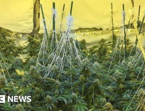 Cannabis plants worth £750k seized in operation