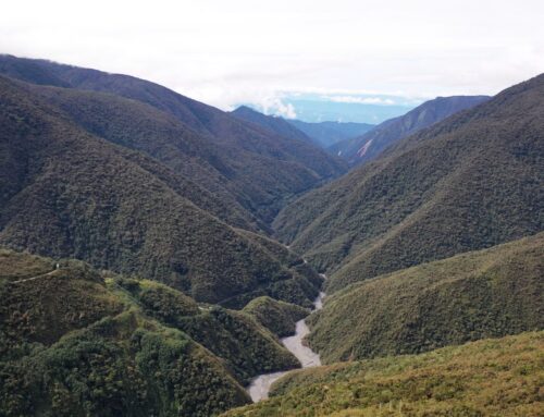 Tropical Forests Are Struggling To Keep Up With Climate Change