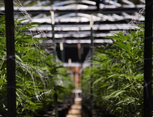 Report: California cannabis production increases by double digits