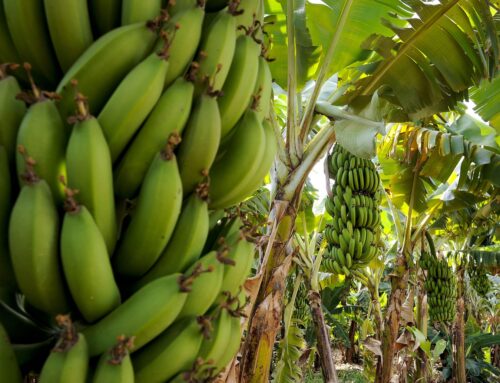 Major banana exporters could face ‘60% drop’ in growing area due to warming