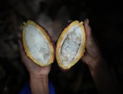 Indonesia’s cocoa farmers work with businesses to fight the bitter impact of climate change