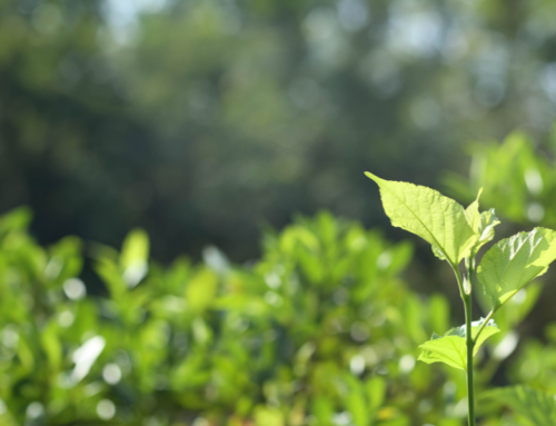 A greener future: Catalyze SV brings clean energy experts to Milpitas