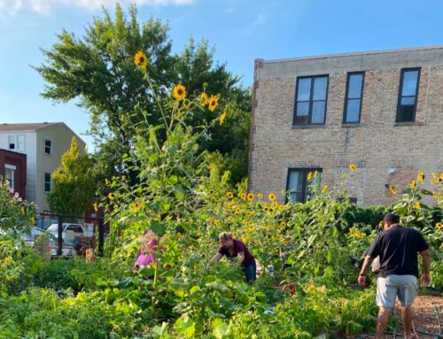 In Chicago, an Environmental Organization Feeds a Community