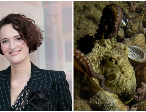 Phoebe Waller-Bridge To Narrate Wildlife Documentary ‘Octopus!’ For Amazon