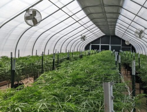 Genesis Cannabis Farms opens 2nd Sioux Falls location