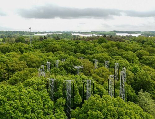 Can we rely on forests to soak up the extra CO2 in the atmosphere?