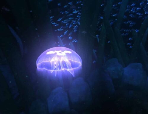 Jellyfish, the energy of the future? Strange behavior seen at the bottom of the sea