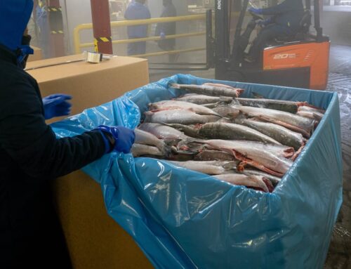 Opinion: Instead of fish farms, Alaska should invest in the fish that are already here