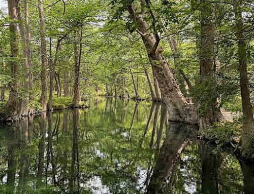 Wimberley’s Blue Hole Park awarded $3 million to support environmental programming at future nature hub