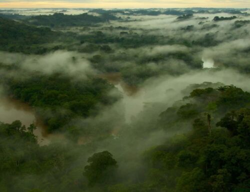 From being the lungs of the planet, to became the battery: Infinite energy in the Amazon