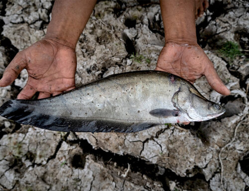 Sumatran culinary heritage at risk as environment changes around Silk Road river