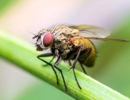 Insect populations are “dramatically” declining around the world