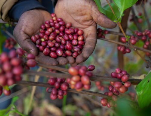 Climate change is hammering coffee crops. This rare bean could be the industry’s answer