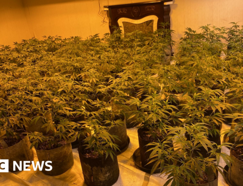 Hillsborough: Two arrested after £300k cannabis factory discovered